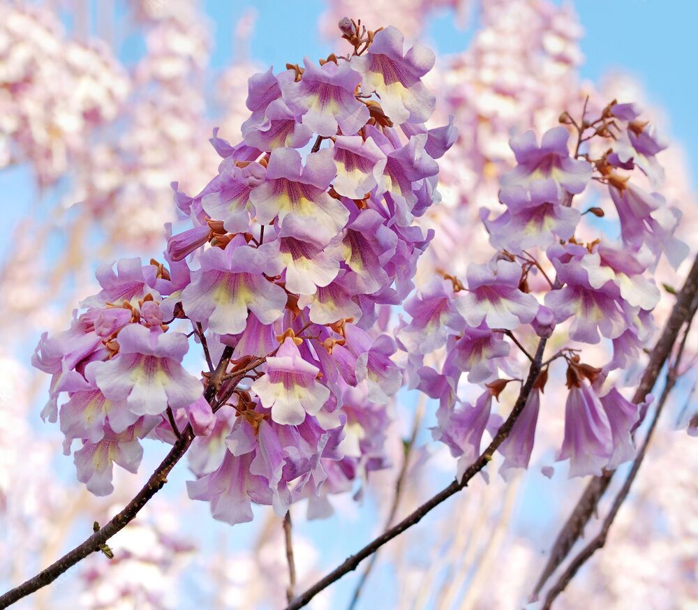 100 sztuk korzeni drzew tlenowych - Paulownia Shan Tong - obrazek 4