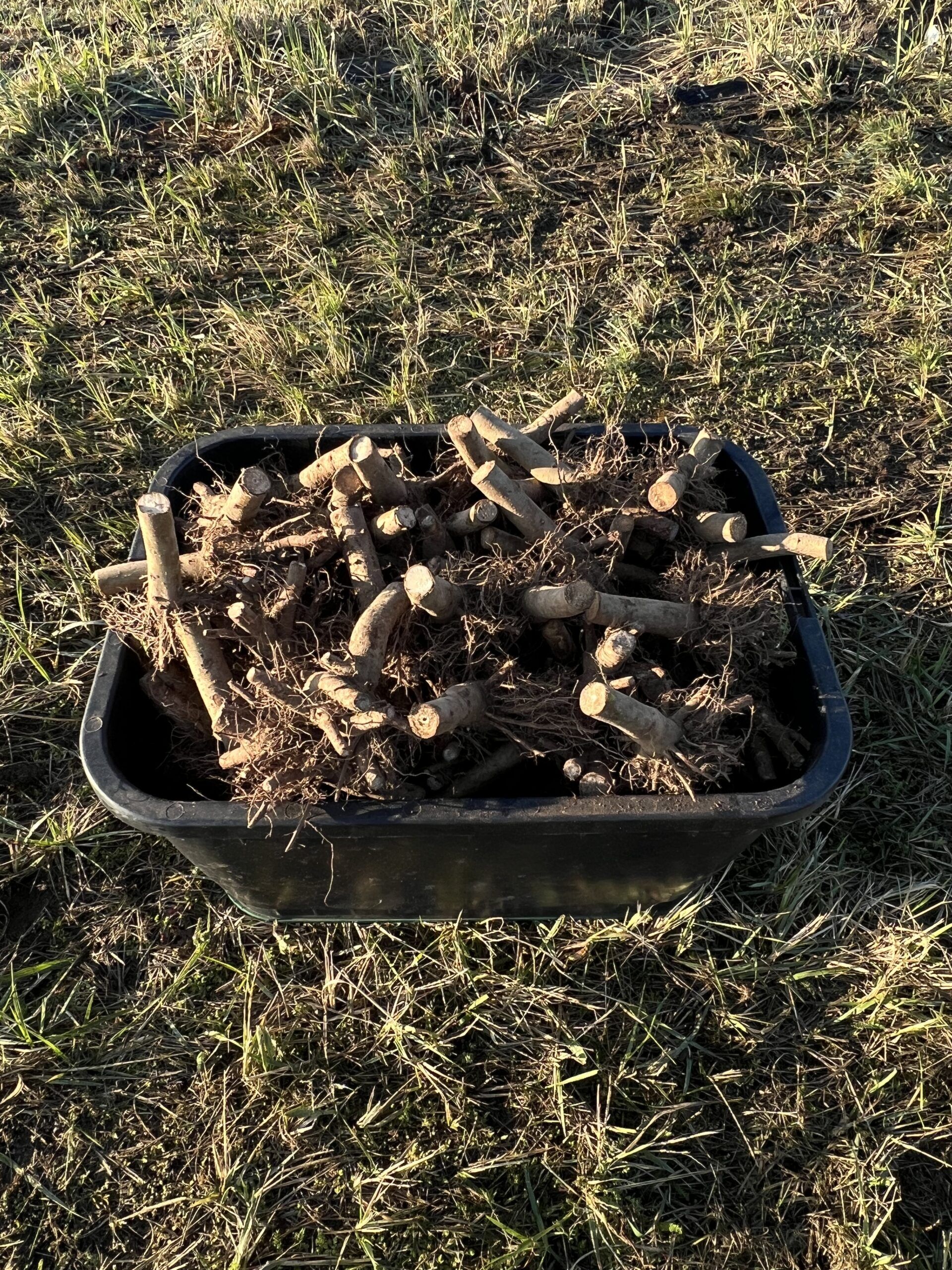 Skrzynka pełna korzeni paulowni Shan Tong na trawie – świeży materiał nasadzeniowy z plantacji Green Lungs gotowy do wysyłki.