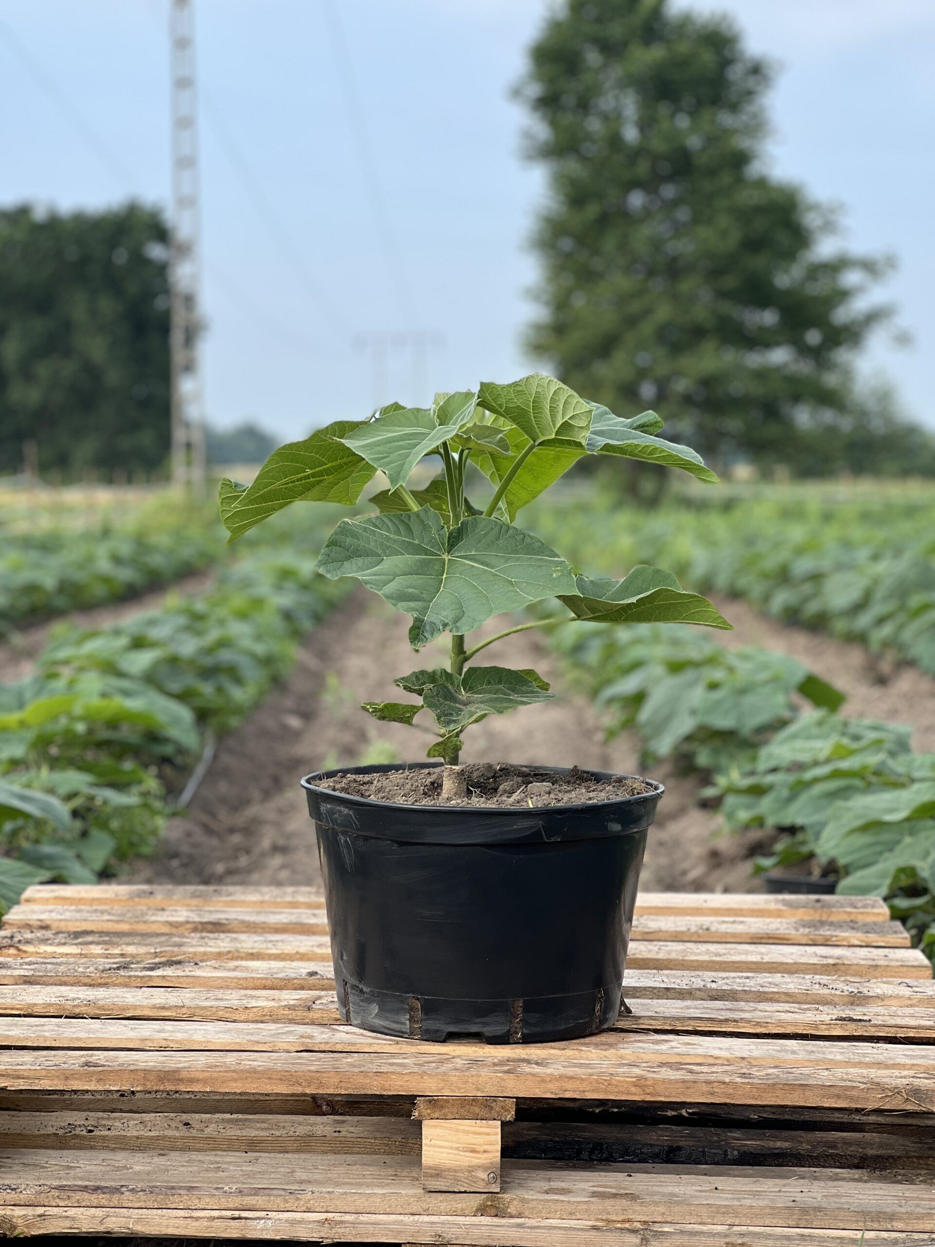 Sadzonka paulowni Shan Tong w doniczce na tle plantacji drzew tlenowych – materiał nasadzeniowy z oferty Green Lungs.
