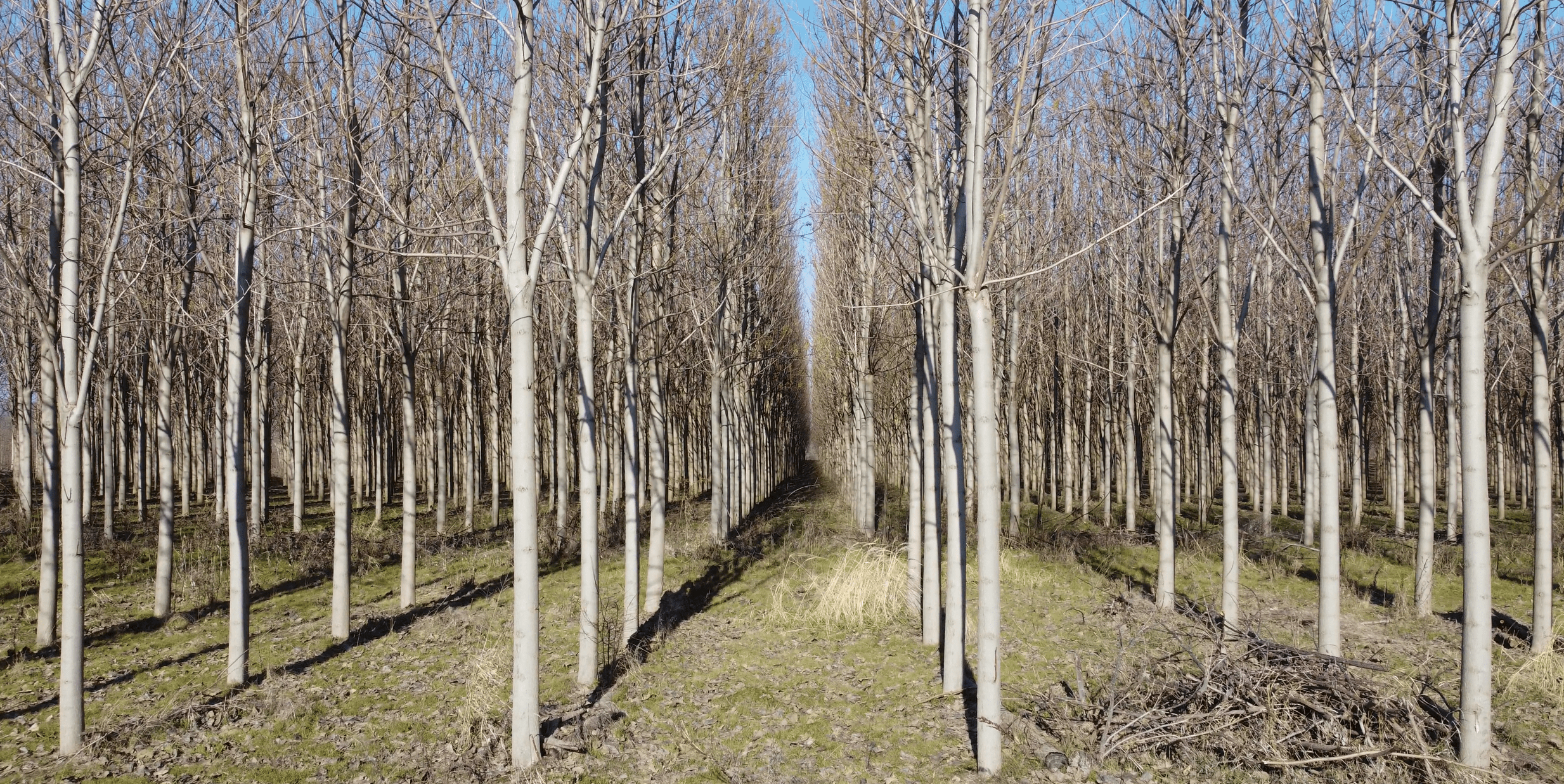 Plantacja paulowni Shan Tong w fazie wzrostu – młode drzewa tlenowe w równych rzędach