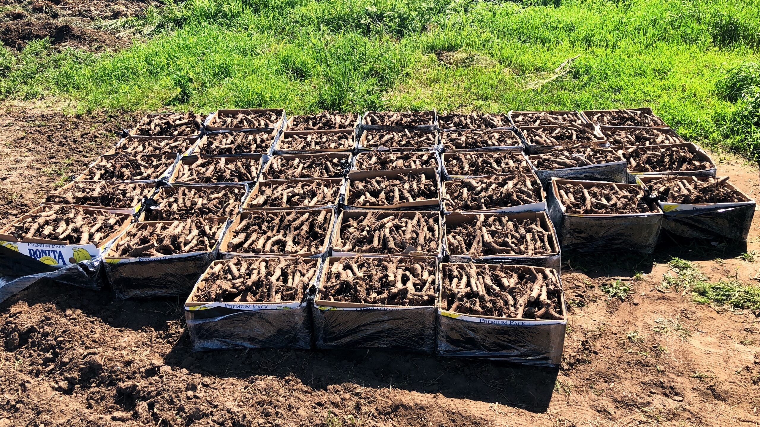 100 sztuk korzeni drzew tlenowych - Paulownia Shan Tong